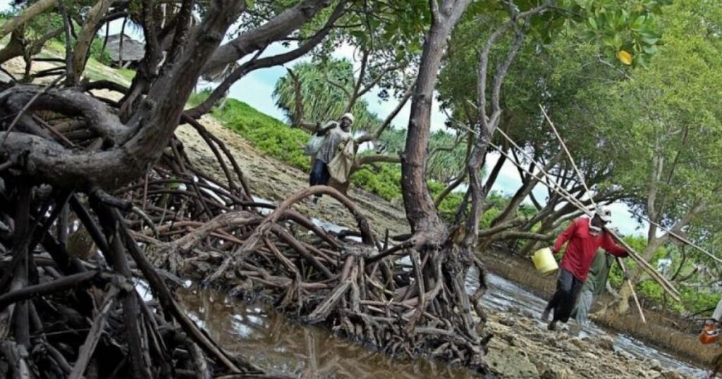 degradation-de-la-mangrove-du-togo-|-tpsf-–-travaux-publics-sans-frontieres