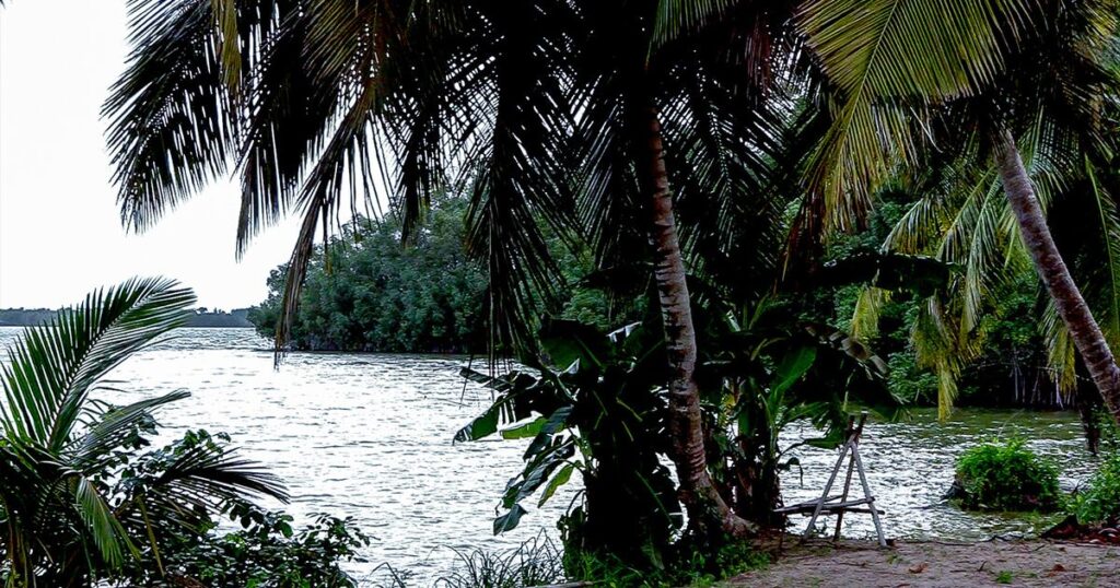 cote-d’ivoire:-a-adiake,-les-mangroves-retrecissent,-la-securite-alimentaire-en-sursis