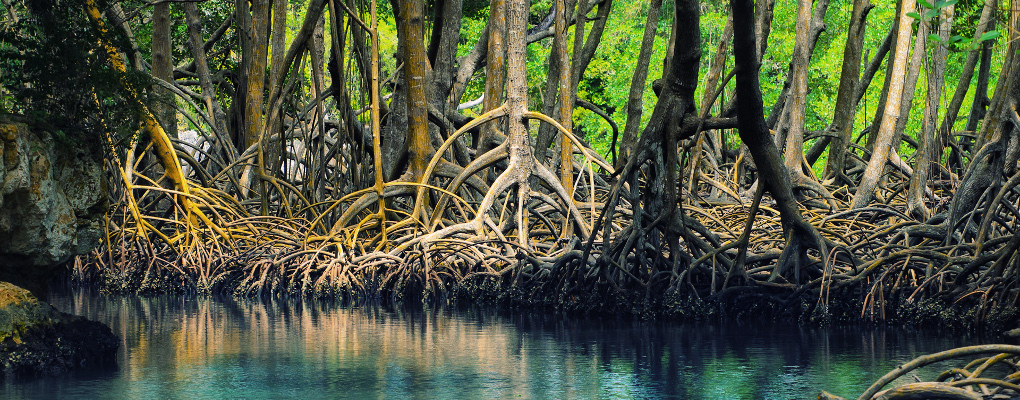 la-strategie-nationale-de-gestion-durable-des-mangroves-au-benin-validee